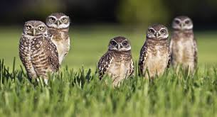 Birds of a feather flock together. Like these owls!